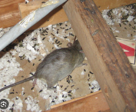 Pest Control Direct LLC